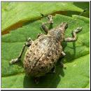 Liophloeus tesselatus - Ruesselkaefer 01.jpg